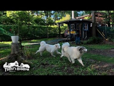 朝日を浴びてキラキラ光りながら早朝番犬を頑張るベルです　Great Pyrenees　グレートピレニーズ