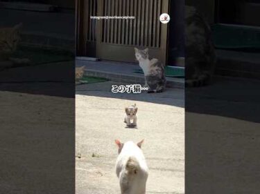 堂々とする新人猫｜PECO