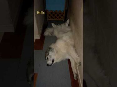 Belle ベル #greatpyrenees #todaysrunrun #グレートピレニーズ #今日のルンルン