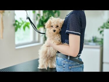 不安で抱きついてしまうマルプー、生後４ヶ月はじめてのトリミング
