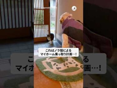 ノラ猫がマイホームを乗っ取りに来た｜PECO
