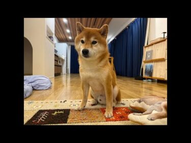 普段とは違うハチ家夜のライブ配信