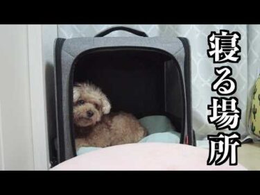 ケージで寝なくなった兄犬の夜はこうなりました【トイプードル】