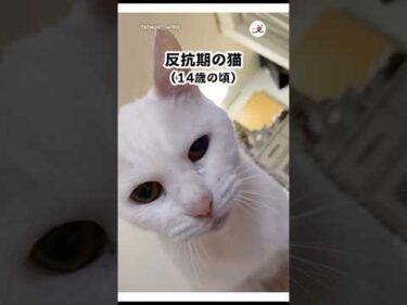 猫の反抗期かわよ｜PECO