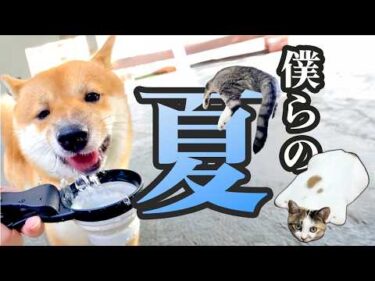 【人間だけの夏じゃない！】ペットたちの夏休み🌻！｜PECO