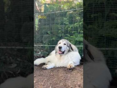 Belle ベル #greatpyrenees #todaysrunrun #グレートピレニーズ #今日のルンルン