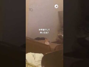 体育座りでごはんを待つ子猫｜PECO