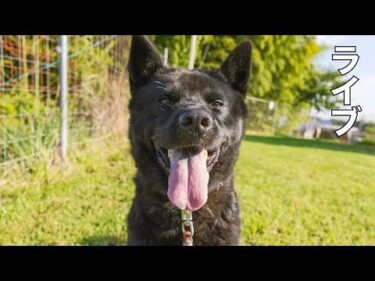 【ライブ】甲斐犬瑞稀の様子と現在の施設7月26日15時30分より配信