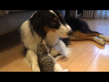 大好きな犬にしつこくしすぎて「行っちゃった…」と悲しい表情を浮かべる子猫