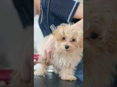 甘えん坊なマルプーはじめてのトリミング/ Sweet and Clingy Maltipoo’s First Grooming #トリミング #子犬 #asmr #puppy  #犬のいる暮らし