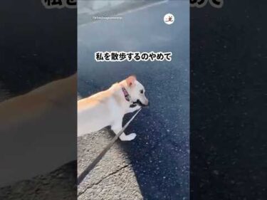 ランニングさせられる飼い主｜PECO