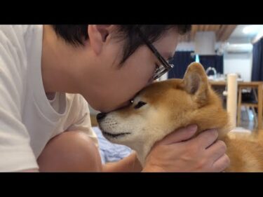 メンタル限界なパパに寄り添う柴犬…その優しさに涙が止まらない。