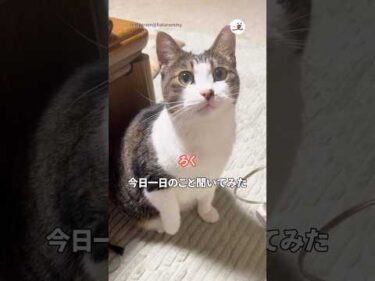 ろくちゃんに今日一日のこと聞いてみた｜PECO #shorts