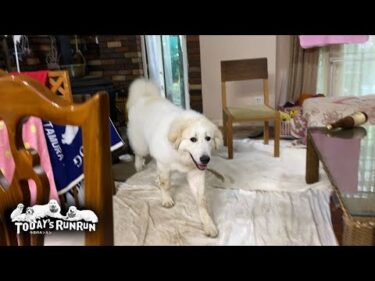 もはやベテランの風格！ドアオープンを完全にマスターしたリリーです　Great Pyrenees　グレートピレニーズ