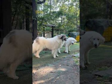 Belle ベル Lily リリー #greatpyrenees #todaysrunrun #グレートピレニーズ #今日のルンルン