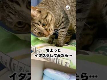 猫にイタズラしてはいけない理由