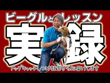ビーグルの子犬と色々トレーニングしたよ！しつけ教室での様子を大公開！