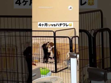 ハチワレさん、もみくちゃにされる｜PECO