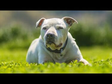 老いた相棒犬 アメリカン・スタッフォード・シャーテリア