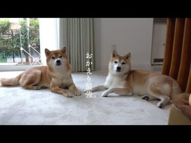 実家の柴犬を励ましに行ったら想像以上に最強だった。