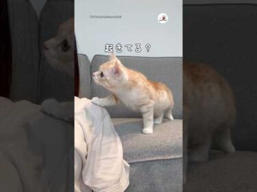主人が寝ているか確認しにきた猫｜PECO #shorts