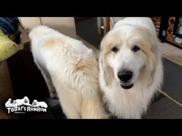 優しすぎて…水飲みを割り込まれても怒らないアランです　Great Pyrenees　グレートピレニーズ