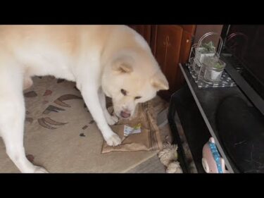 【秋田犬ゆうき】置き配が届いたので力が弱まった爺の代わりにパワー開封してあげる【akita dog】