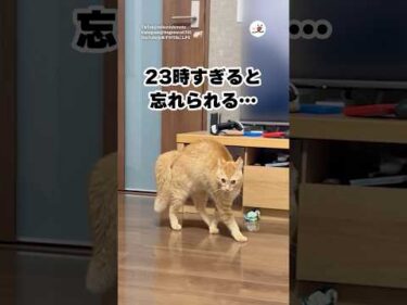 23時過ぎると毎日こうなる😇｜PECO