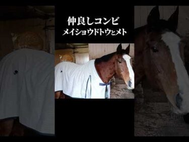【仲良しコンビ⁉︎】メト久しぶりにメイショウドトウの背中に乗る #shorts #メイショウドトウ #ドットさん #メト #引退馬 #競馬