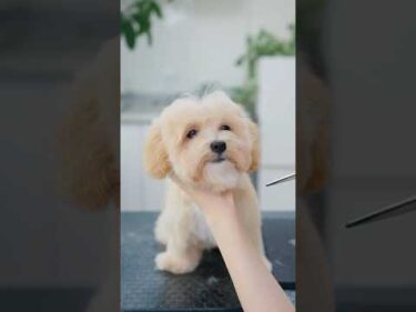 カットでおじいちゃんから大変身するマルプーの子犬 #asmr #shorts  #子犬 #トリミング #asmr #ヘアカット