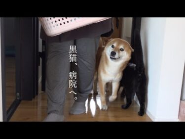 黒猫が病院へ！柴犬と立ち会う”心揺さぶられる一ヶ月”