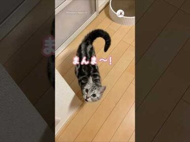 ママが帰宅すると、こうなっちゃう｜PECO