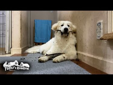 拾ってきた木の枝をバリバリボリボリかじって遊んだリリーです　Great Pyrenees　グレートピレニーズ