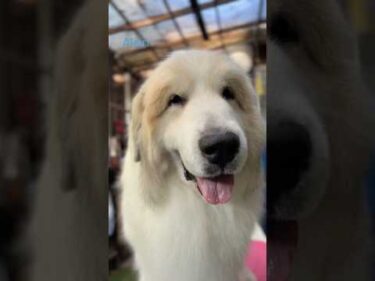 Alain アラン #greatpyrenees #todaysrunrun #グレートピレニーズ #今日のルンルン