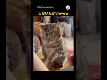ちょんってしない猫🐱｜PECO