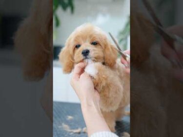 どんどん眠くなっていく子犬#asmr #shorts  #子犬 #トリミング #asmr #ヘアカット