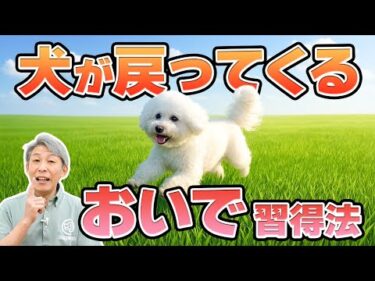 【犬のしつけ】“おいで”で本当に戻ってくる犬に育てる！家庭でできる教え方＆4つのルール」