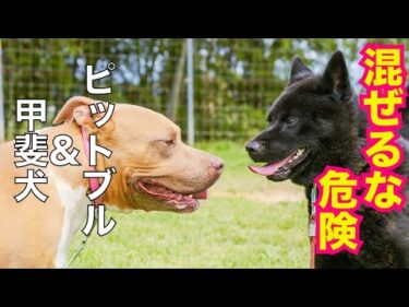 甲斐犬瑞稀ピンチ⁉️ピットブルとご対面