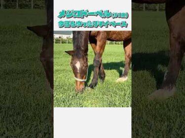 【メジロドーベル】御年31歳! ドーベル姐さんは今日も元気です! #競馬 #引退馬 #メジロドーベル #ドーベル姐さん  #レイクヴィラファーム