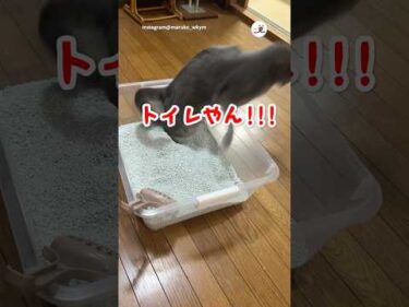 トイレと気付いた瞬間が😂｜PECO