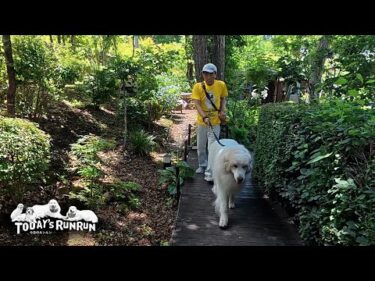 お留守番で不満なベルとリリーとひとりお出かけで嬉しそうなアランです　Great Pyrenees　グレートピレニーズ