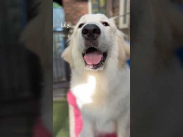 Lily リリー #greatpyrenees #todaysrunrun #グレートピレニーズ #今日のルンルン