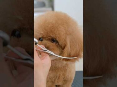 切るたびに可愛くなるトイプードル #asmr #shorts  #子犬 #トリミング #asmr #ヘアカット