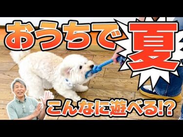 「犬の運動不足＆夏バテを防ぐ！暑い日の室内遊び＆脳トレ6選【散歩に行けない日に◎】」