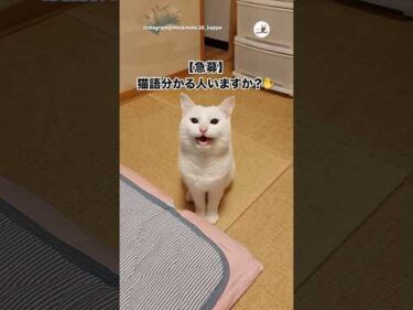 なんて言ってる…？｜PECO