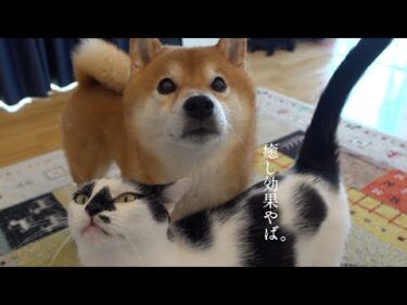膀胱炎を治療した黒猫！柴犬との癒しの光景に疲れが全部吹き飛ぶ。