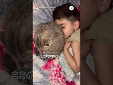 何がなんでも密着していたい猫｜PECO