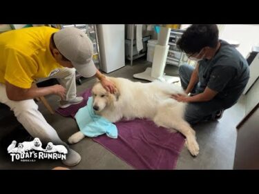 どんぐり先生も太鼓判！足腰の状態がとても良いアランです　Great Pyrenees　グレートピレニーズ