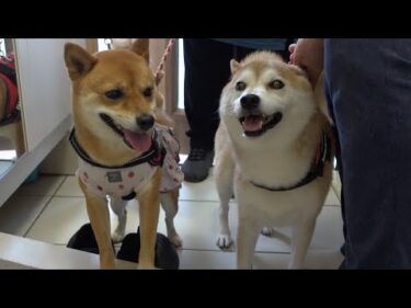 実家の柴犬が落ち込んでると聞いて‥様子を伺ったら、こうなる。