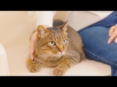 ごはんやミルクにかけるだけ！愛犬・愛猫用 「わんビオフェルミンS」「にゃんビオフェルミンS」